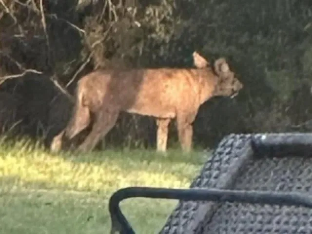 A viral video of a mysterious animal in America has raised questions