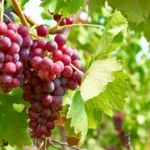 1.15: Amazing benefits of grapes