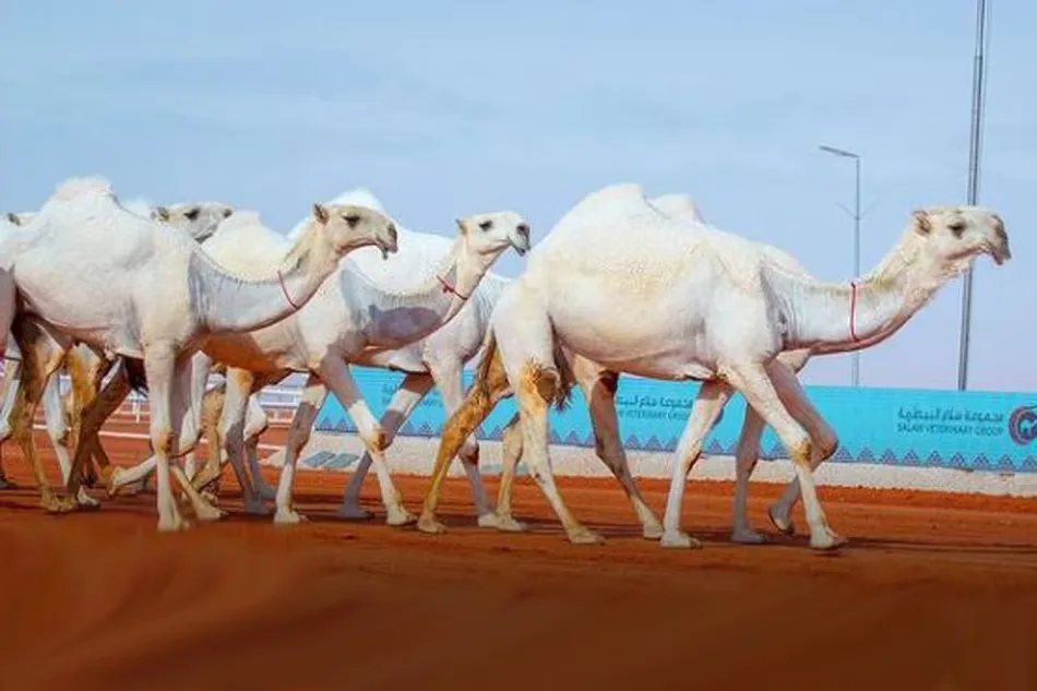 Saudi Arabia's plan to earn billions of riyals from camel milk
